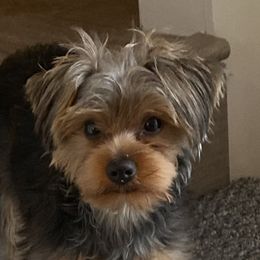 Bindy - Yorkshire Terrier