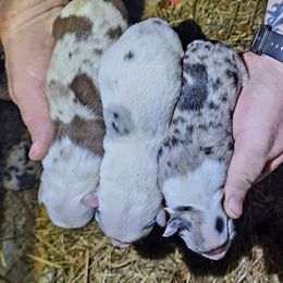Border Collie Puppies from BC Dogs at the Rodgers