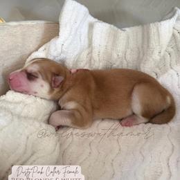 Ariel - Red and white female Siberian Husky puppy in Lodi, California from Wolves with Amor