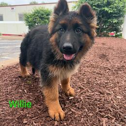 Willie - Black and red male German Shepherd puppy in Vintondale, Pennsylvania from Causey's Critters