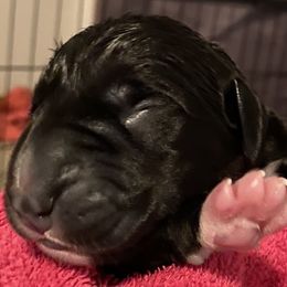 Boy 1 - Great Dane puppy in Lawrenceburg, Indiana from Jordan Giants