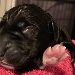 Boy 1 - Great Dane puppy in Lawrenceburg, Indiana from Jordan Giants