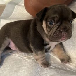 French Bulldogs from JungleCity Frenchies