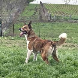 Mollie - Border Collie