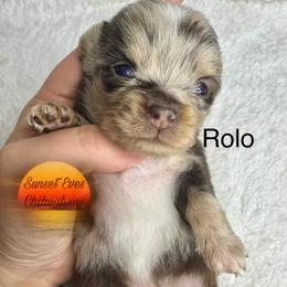 Chihuahua Puppies from Sunset Eves Chihuahuas