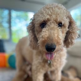 Ginger - Goldendoodle