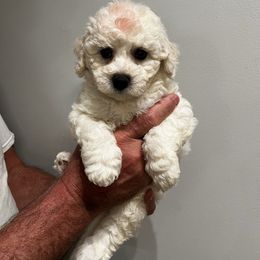 Orange - White female Bichon Frise puppy in Wilmington, North Carolina from Cape Fear Bichons