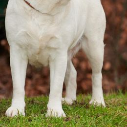 Labrador Retrievers from Dunroamin’ Labradors