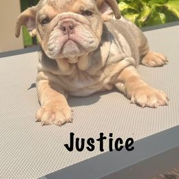 Boy 4 - Lilac tri-color male Bulldog puppy in Sodus, New York from Upstate NY French & English Bulldogs