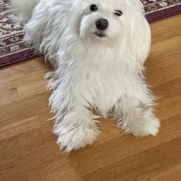 Shea - Coton de Tulear