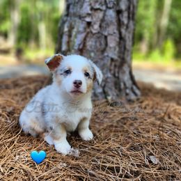 Boy #3 - Blue merle and white American Corgi puppy in Cameron, North Carolina from Butts Family Corgis