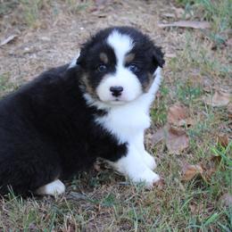 Birmingham - Black tri-color male Australian Shepherd puppy in Kansas, Oklahoma from Windy G Farm