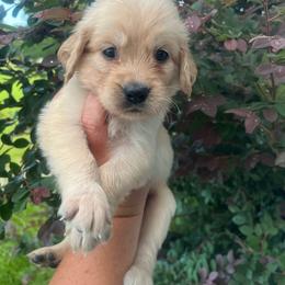 Orange collar - Golden female Golden Retriever puppy in Jesup, Georgia from Painted Platinum Retrievers (Painted Platinum Kennel) PPK