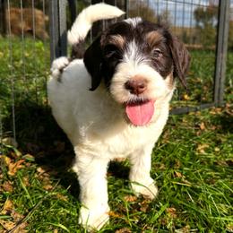 Hamlet - Brown and white male Bernedoodle puppy in Osage City, Kansas from Golden Ridge Goldens