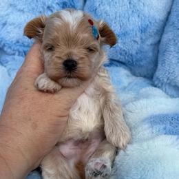 Lux - Cream male Maltipoo puppy in Newport Beach, California from Exotic City Pomeranians and chihuahuas