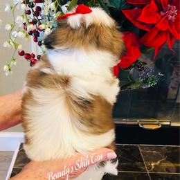 Carrie- Hold - Gold and white female Shih Tzu puppy in Manteca, California from Beauty's Shih Tzu (California)