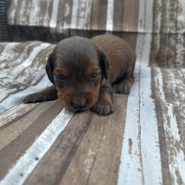 Boy Red - Dachshund puppy in Modesto, California from Lola’s Doxies