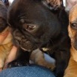 French Bulldogs from Piper French Bulldogs