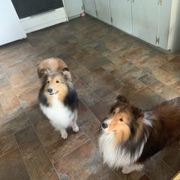 Shetland Sheepdog All Grown Up from Sei Bella Shelties