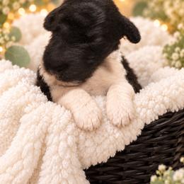Ruby - Parti female Poodle puppy in Washington, Pennsylvania from Patriotic Poodles