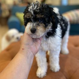 Havanese and Havapoo Puppies from Ladypawspuppies