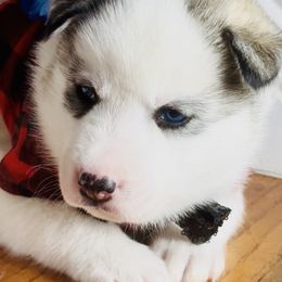 Onyx - Black tan and white male Siberian Husky puppy in Atlanta, Georgia from Lobban Huskies