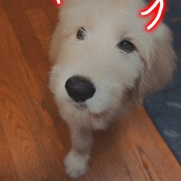 Astrid - Cream female Goldendoodle puppy in Portsmouth, Virginia from Hopping Howlers Ranch