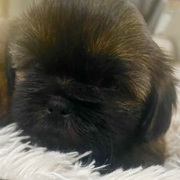 Cavapoo and Shihpoo Puppies from Haus of Doodles