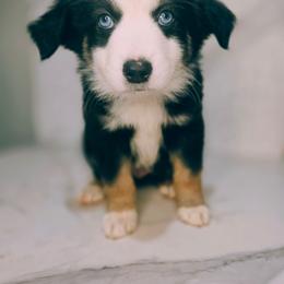 Marshall - Black tri male Toy Australian Shepherd puppy in Bethany, Oklahoma from Donna's Toy & Mini Aussies