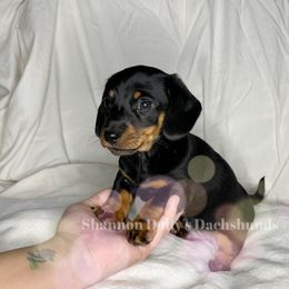 Dachshund Puppies from Shannon Dolly’s Dachshunds