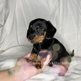 Dachshund Puppies from Shannon Dolly’s Dachshunds