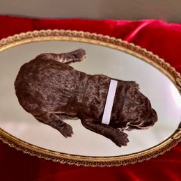 Prancer - Chocolate female Labradoodle puppy in Candler, North Carolina from Maple Bakin’ Doodles