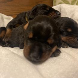 Addi - Black and rust female Doberman Pinscher puppy in Boyd, Texas from Team Feem Breeders