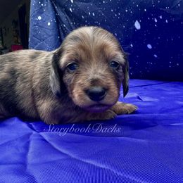Star - Dapple female Dachshund puppy in Springfield, Oregon from Storybook Dachshunds