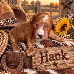 Hank - Red  male Goldendoodle puppy in Ozark, Missouri from Halo Doodles