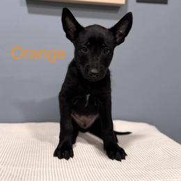 Orange - Black sable male Belgian Malinois puppy in Muskegon, Michigan from Red Acres Working Line K9s