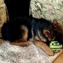 German Shepherd Puppies from Central Coast German Shepherds