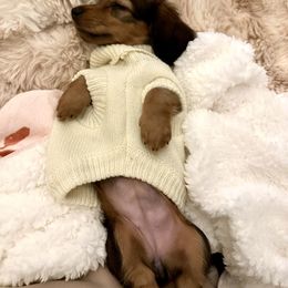 Dachshund and French Bulldog Puppies from FOSTERS FRENCHIES and DACHSHUNDS