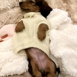 Dachshund and French Bulldog Puppies from FOSTERS FRENCHIES and DACHSHUNDS