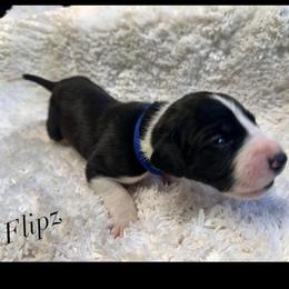 Flipz - Mantle male Great Dane puppy in Liberty, New York from Catskills Greatest Danes
