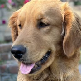 Chanel Rose - Golden Retriever