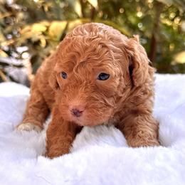 Autumn - Red female Bernedoodle puppy in Vacaville, California from Starlight Goldendoodles