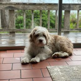 Aussiedoodle Puppies from House Merrills Minis and Doodles