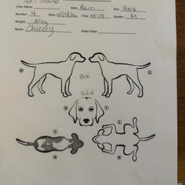 Chicory - Black roan male German Shorthaired Pointer puppy in San Antonio, Texas from Alvarado Farm Kennels, LLC