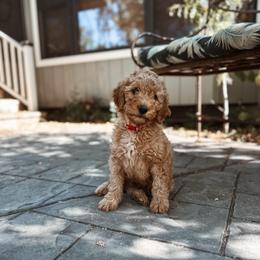 Stone - Apricot male Goldendoodle puppy in Shingle Springs, California from Kindred Oak Goldendoodles