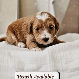 Hearth - Red  male Goldendoodle puppy in Punta Gorda, Florida from Transformation Acres Goldendoodle