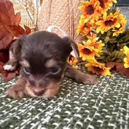Lucy boy 1 - Chocolate and tan male Yorkshire Terrier puppy in Hudson, Florida from MCM Acres