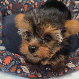 Maple - Black and tan female Yorkshire Terrier puppy in Buckeye, Arizona from Adriana's Yorkies