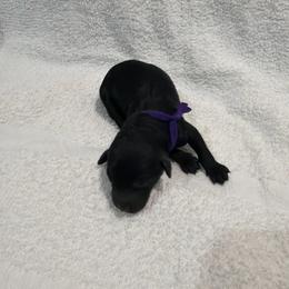 Bella - Purple - Black female Poodle puppy in Baytown, Texas from Charlotte & Co. Miniature Poodles