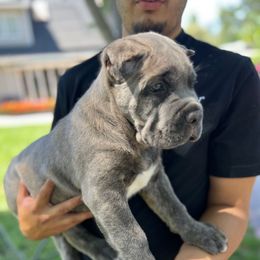 Blue brindle - Gray brindle male Cane Corso puppy in Morgan Hill, California from Corso Empire